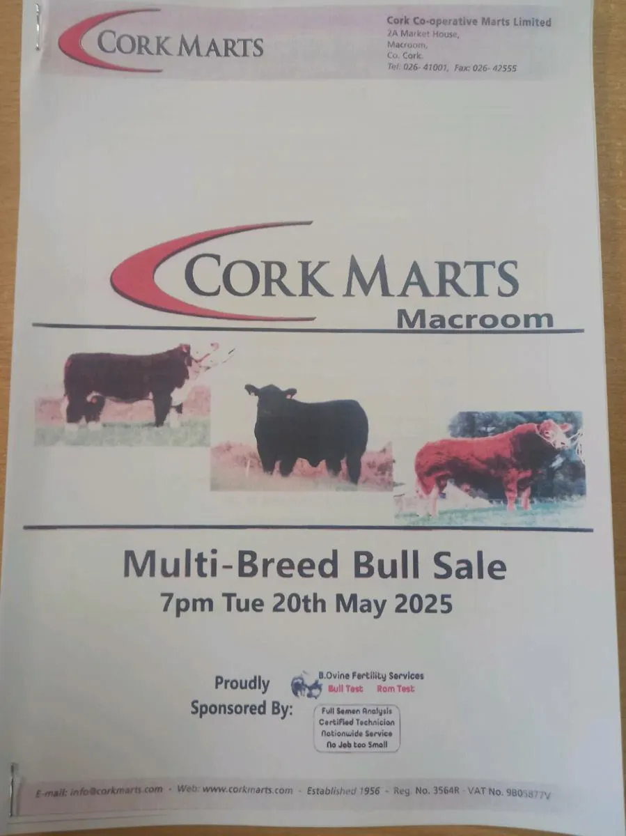 MULTI BREED Bull Sale Macroom Mart.20th May