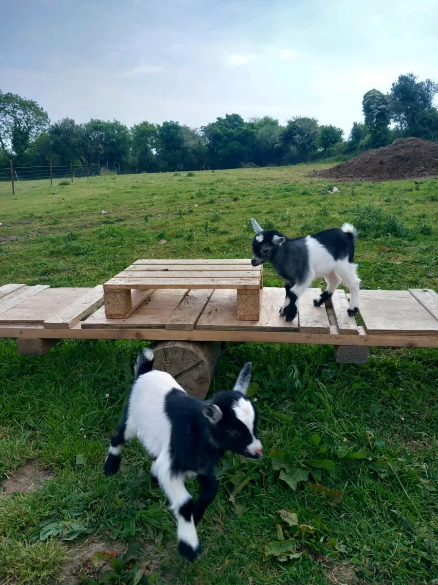 Pygmy goats - Image 2