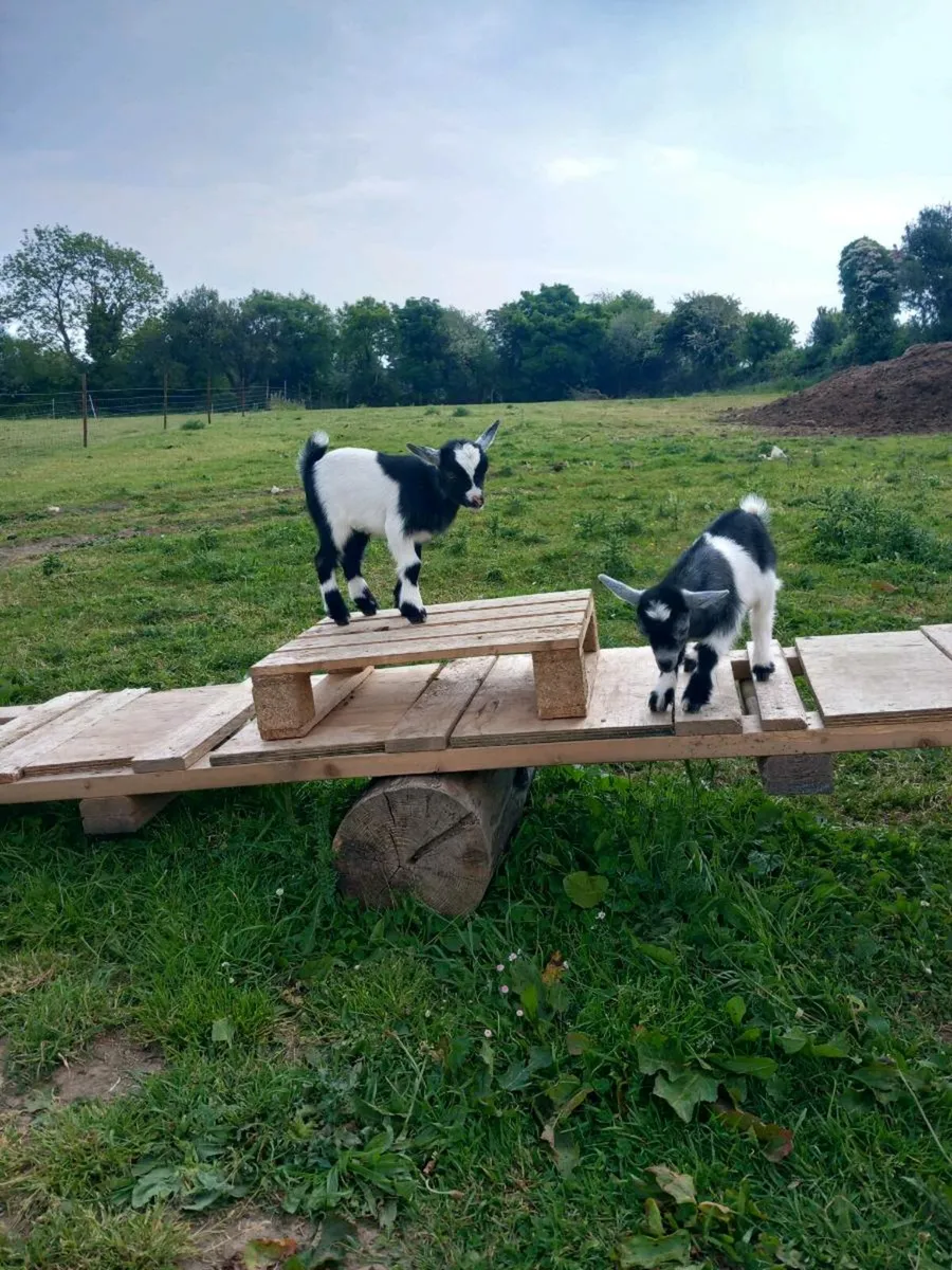 Pygmy goats - Image 3