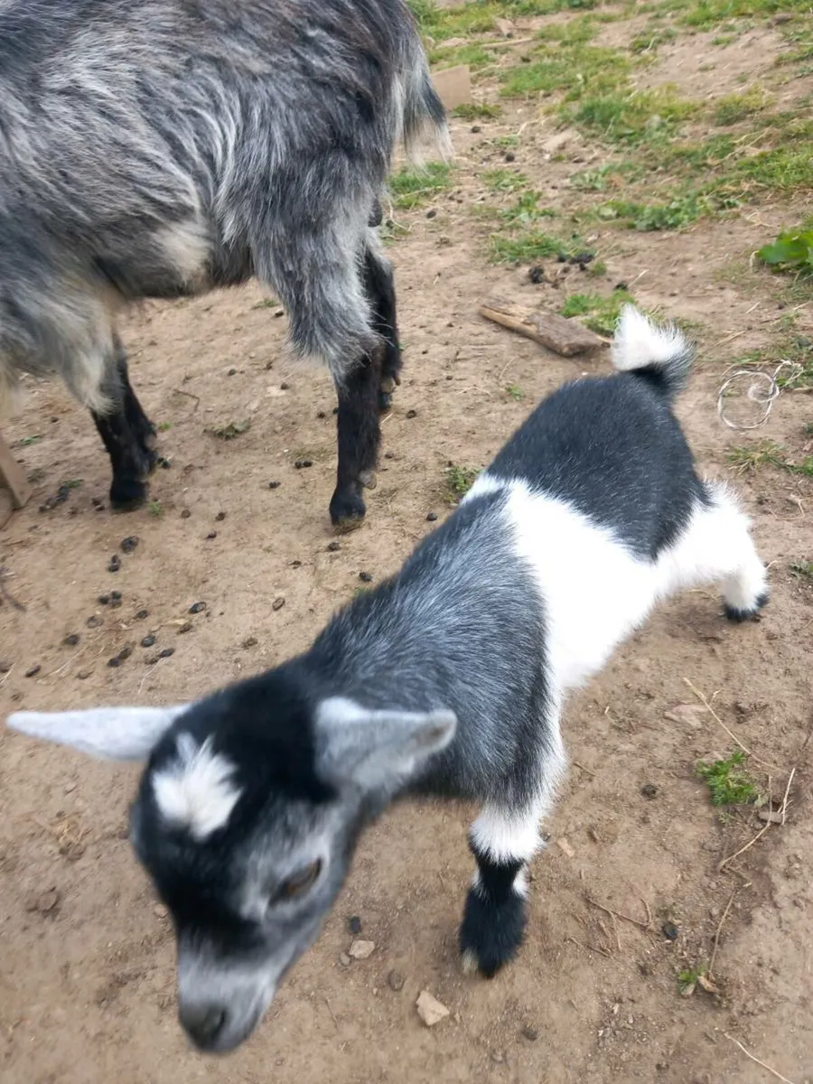 Pygmy goats - Image 4