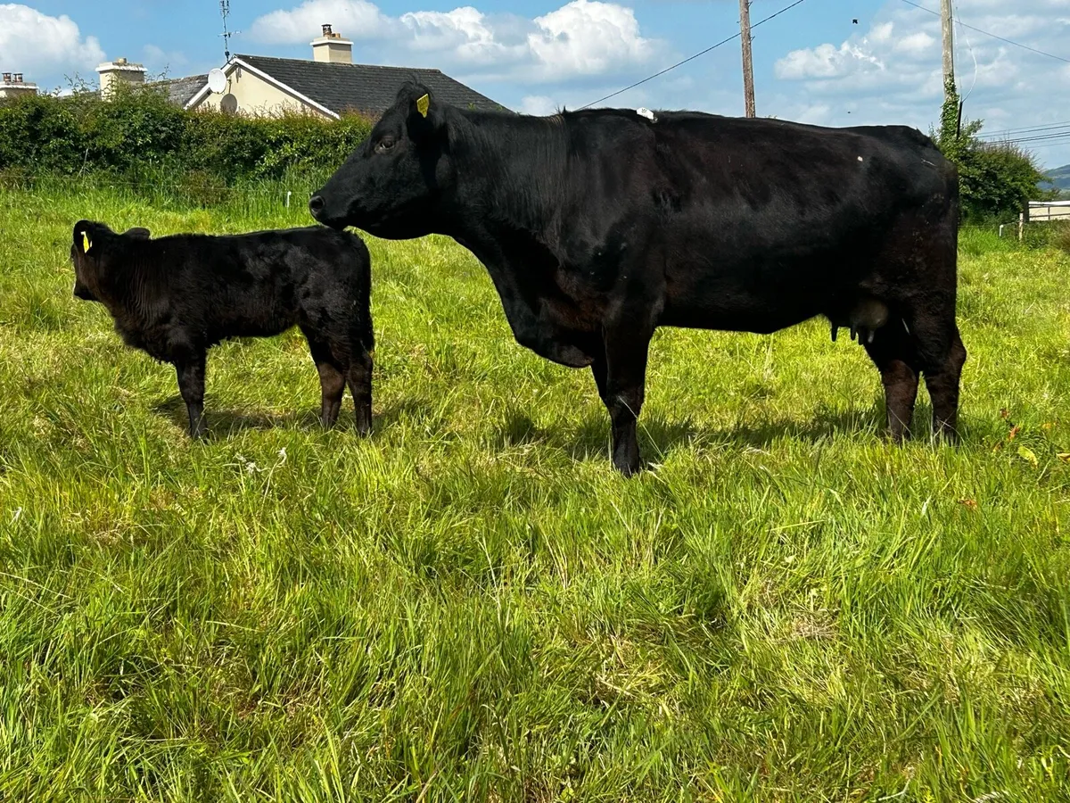 4 Star Angus Cow & Heifer Calf - Image 1