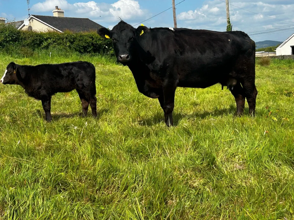 4 Star Angus Cow & Heifer Calf - Image 2