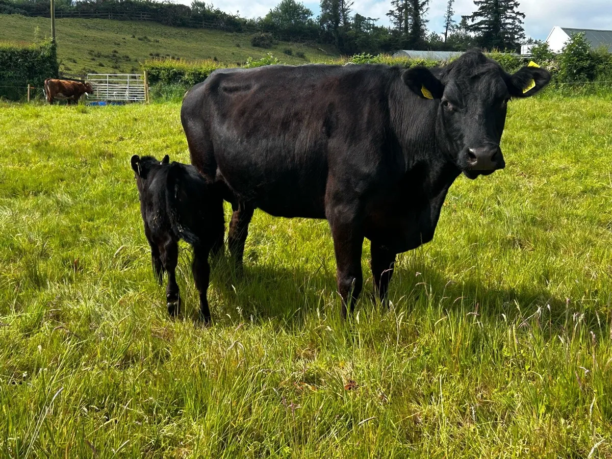 4 Star Angus Cow & Heifer Calf - Image 3
