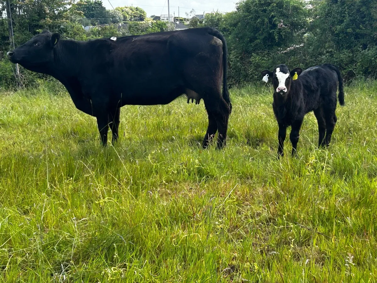 4 Star Angus Cow & Heifer Calf - Image 4