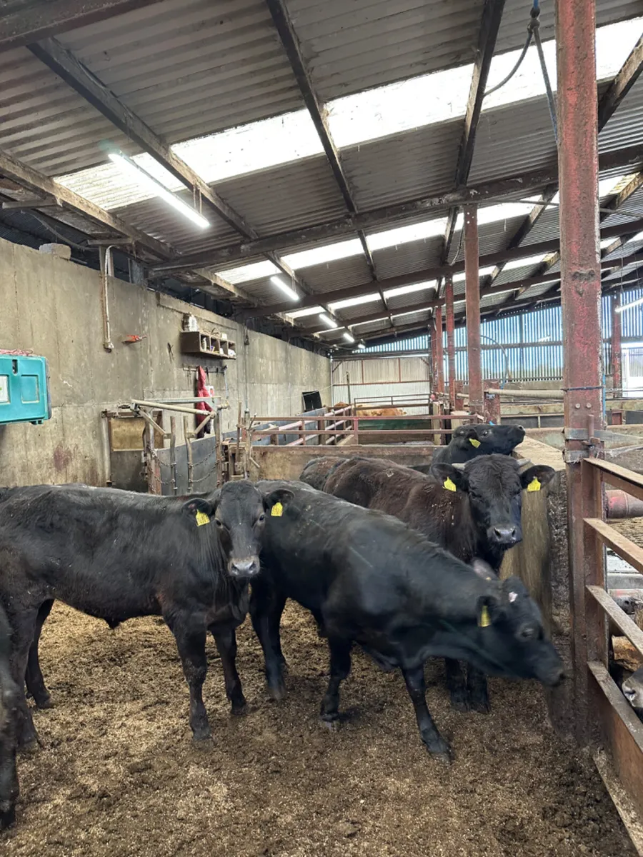 Lim bullocks - Image 2