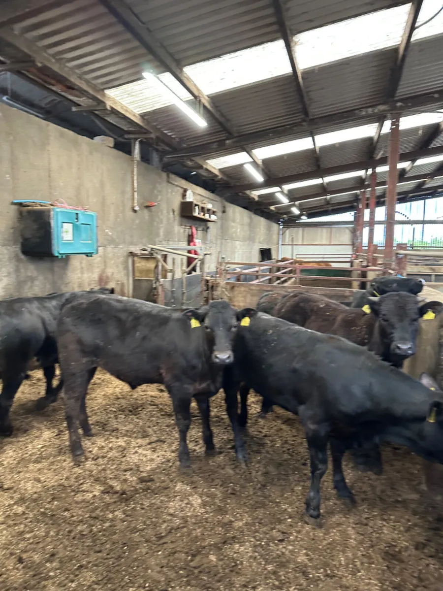 Lim bullocks - Image 4