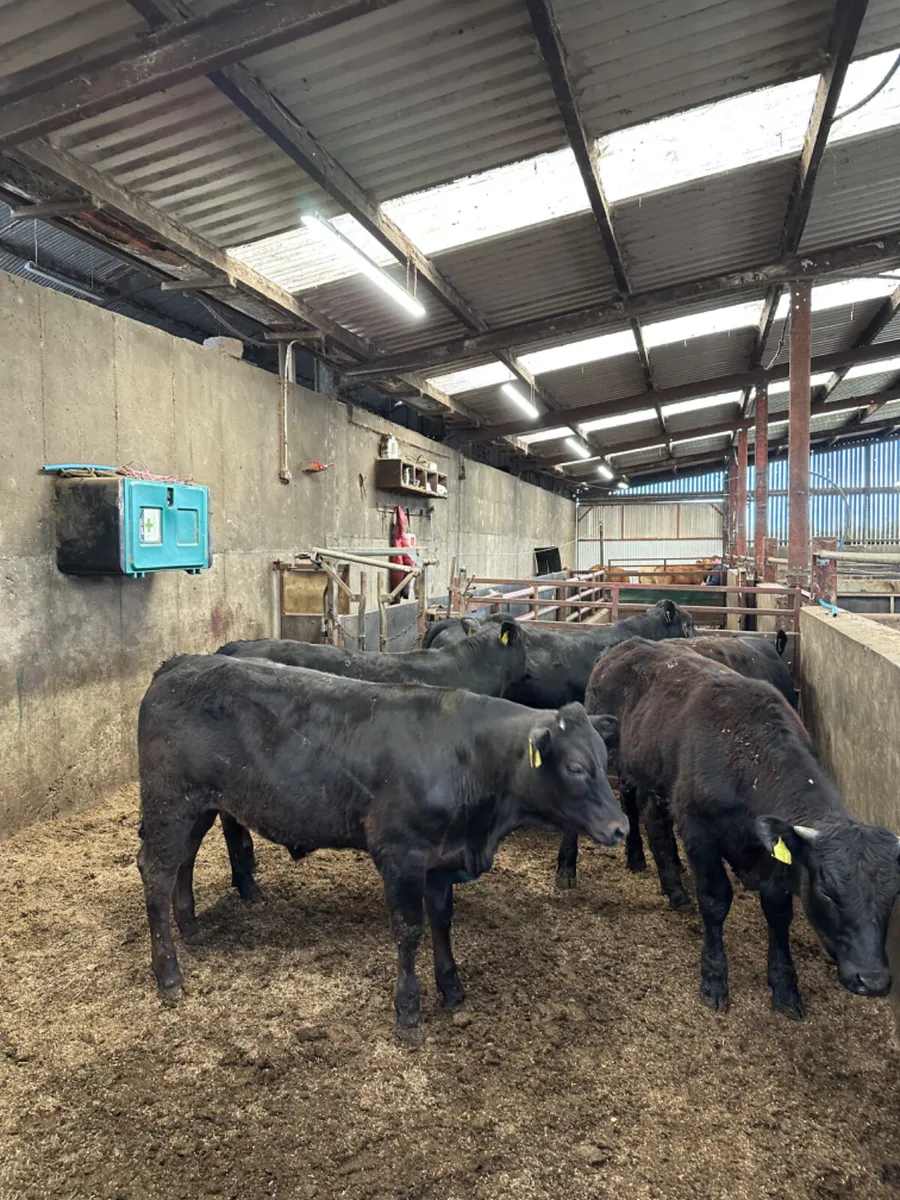 Lim bullocks - Image 3
