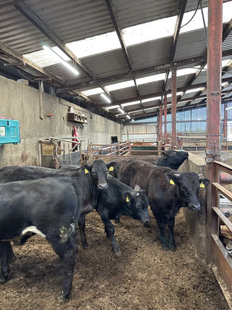 Lim bullocks - Image 1