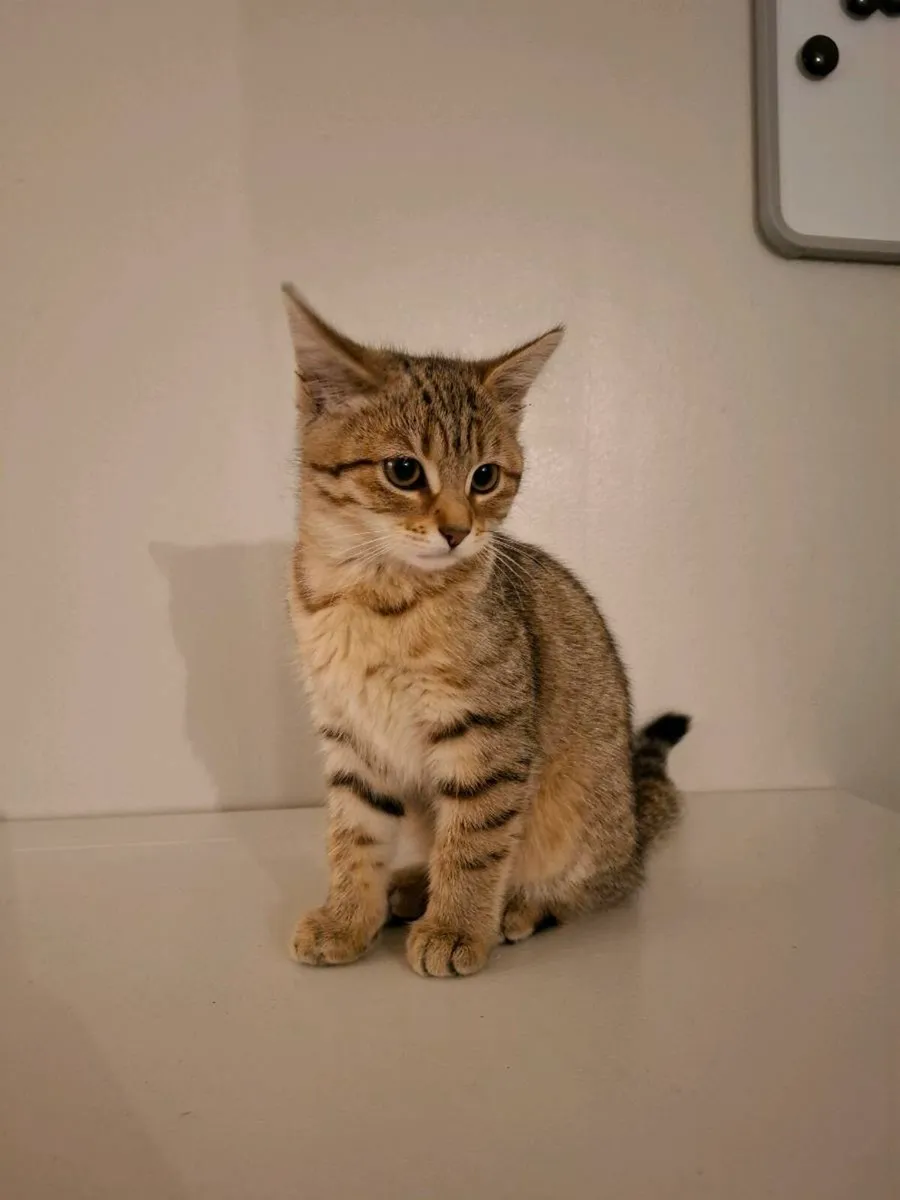 Tabby Kitten - Image 2