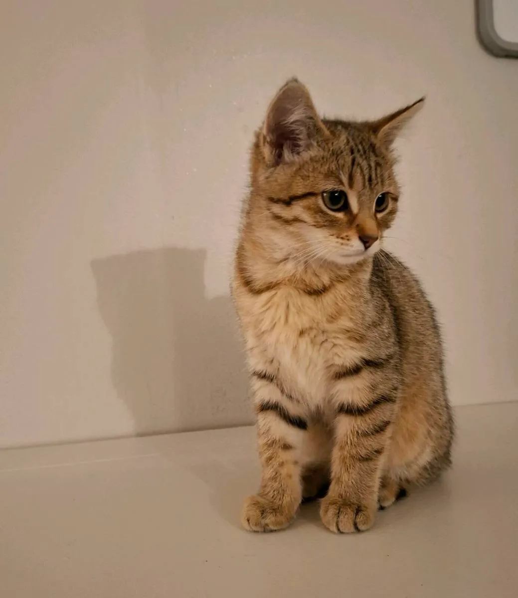 Tabby Kitten - Image 3