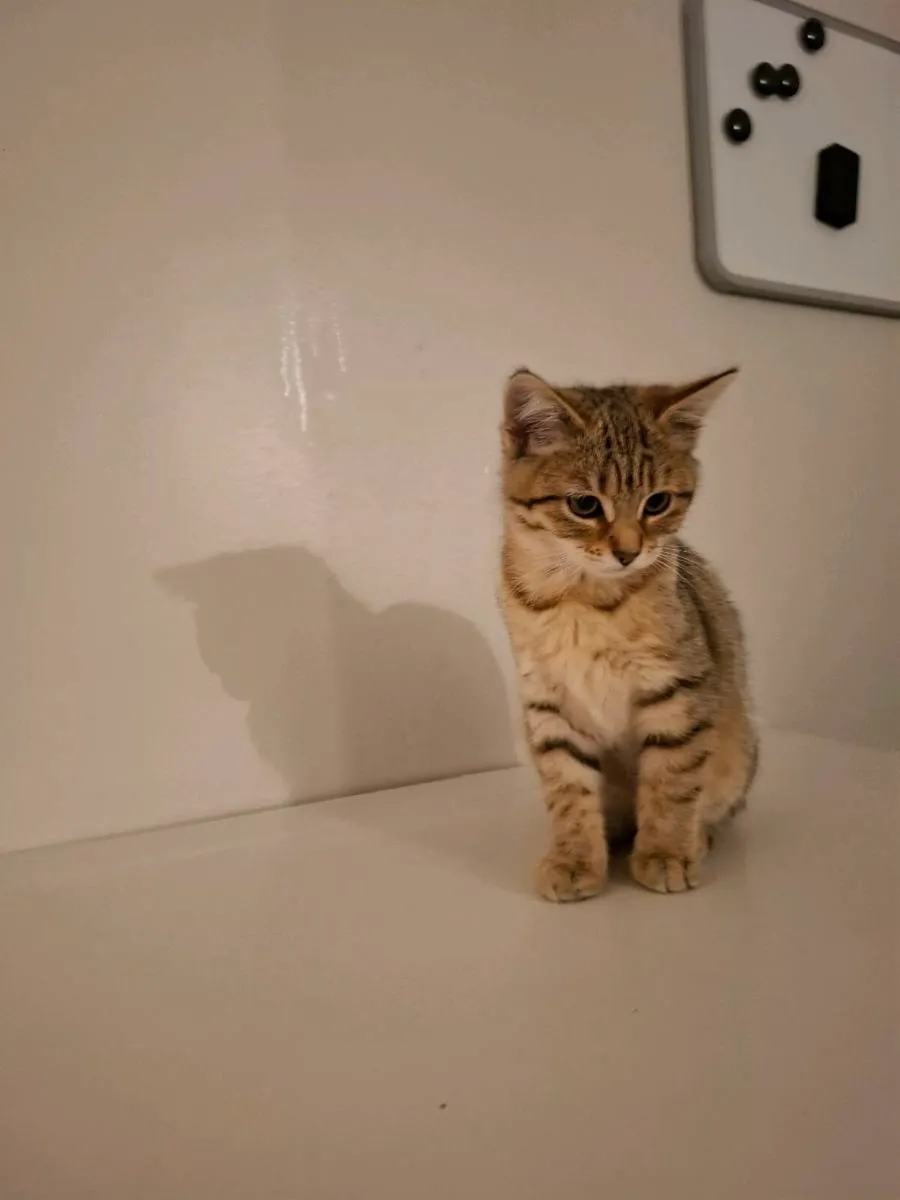 Tabby Kitten - Image 4