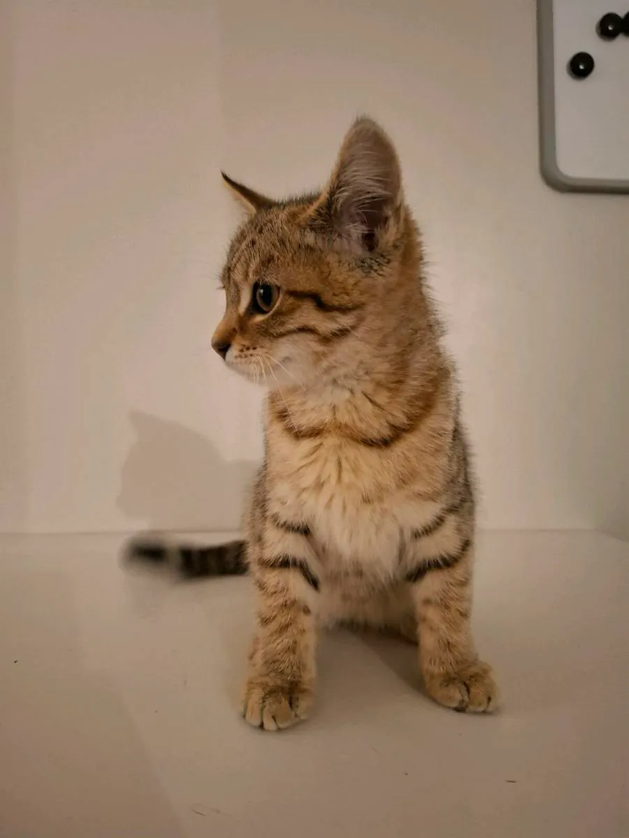 Tabby Kitten - Image 1