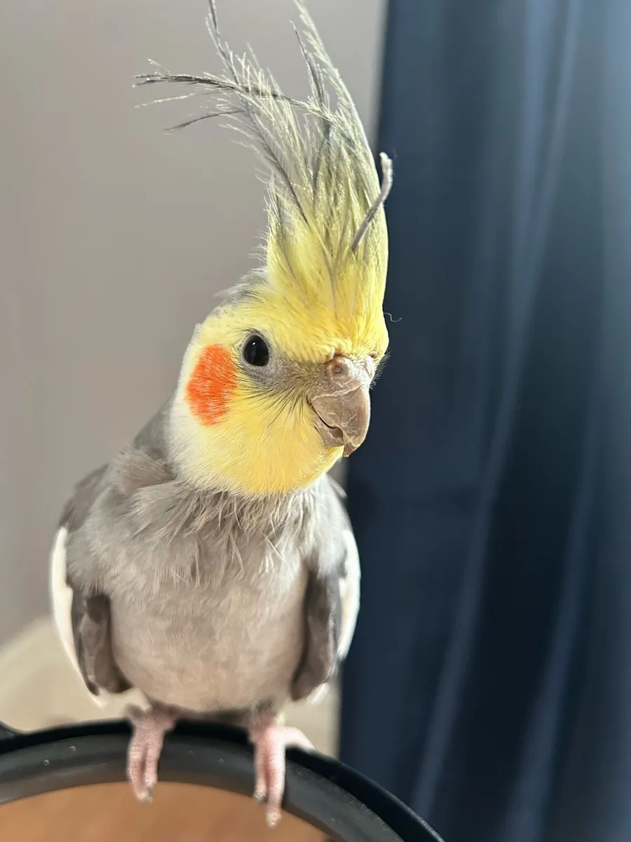 Cockatiel - Image 1