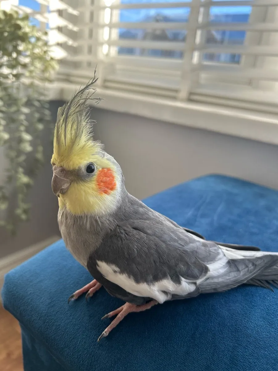 Cockatiel - Image 2