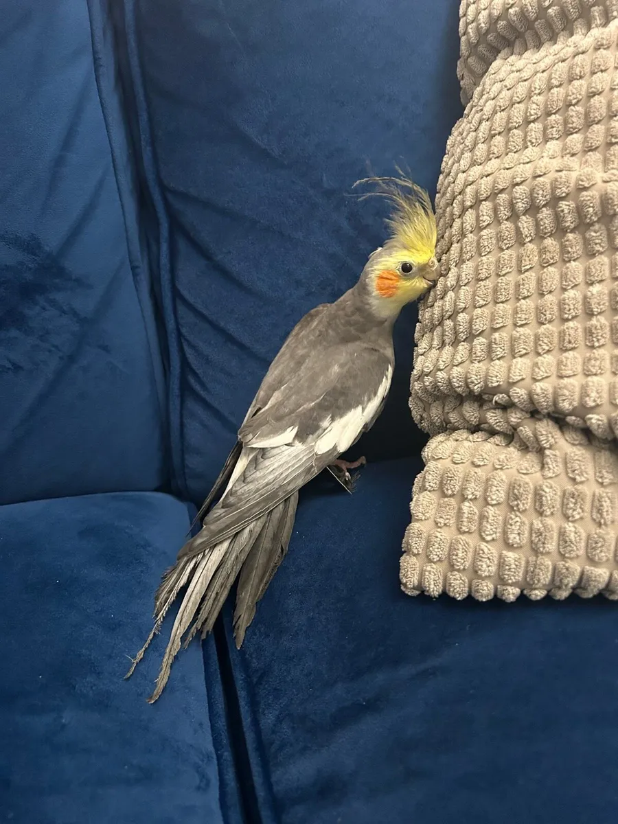 Cockatiel - Image 3