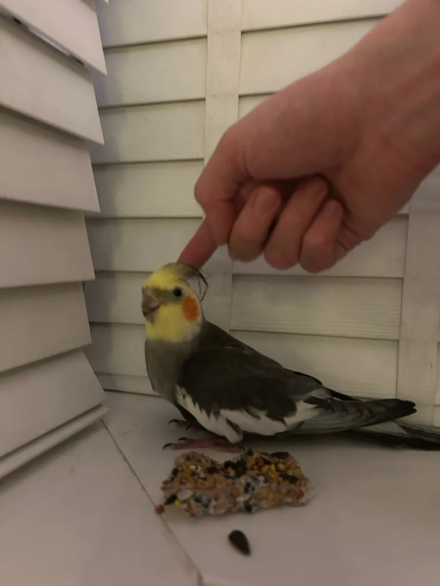 Cockatiel - Image 4
