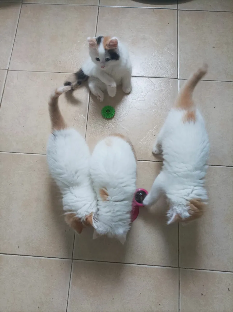 Turkish Van Kittens - Image 2
