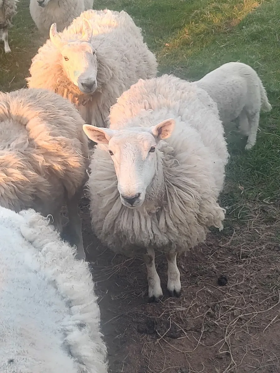 PureBred Ewes - Image 2