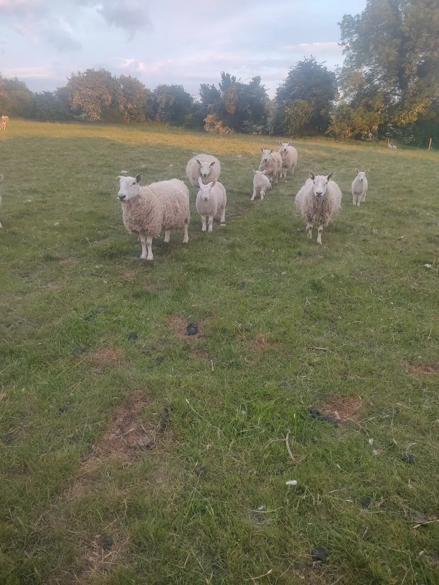 PureBred Ewes - Image 3