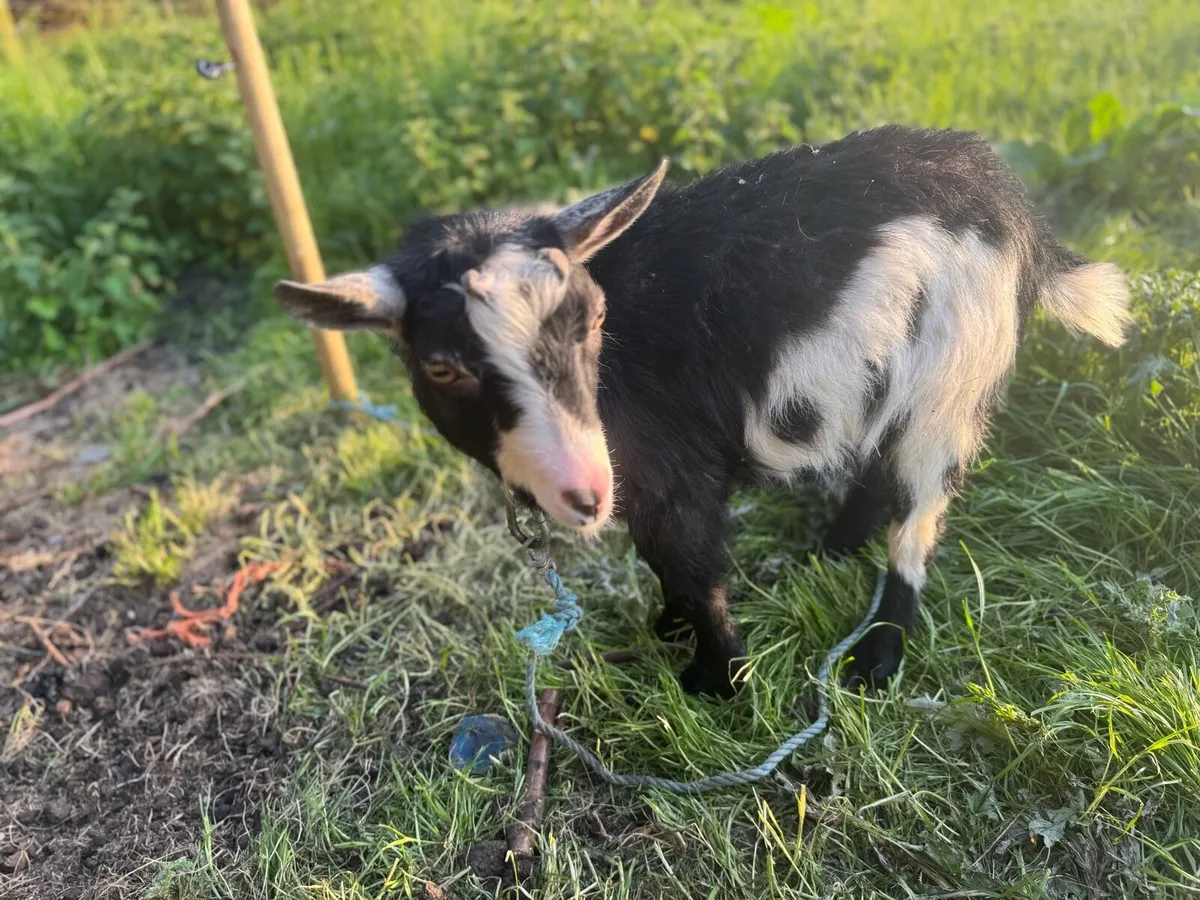 Pygmy goats - Image 1