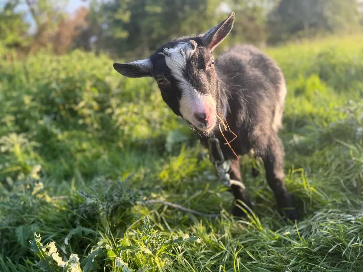 Pygmy goats - Image 2
