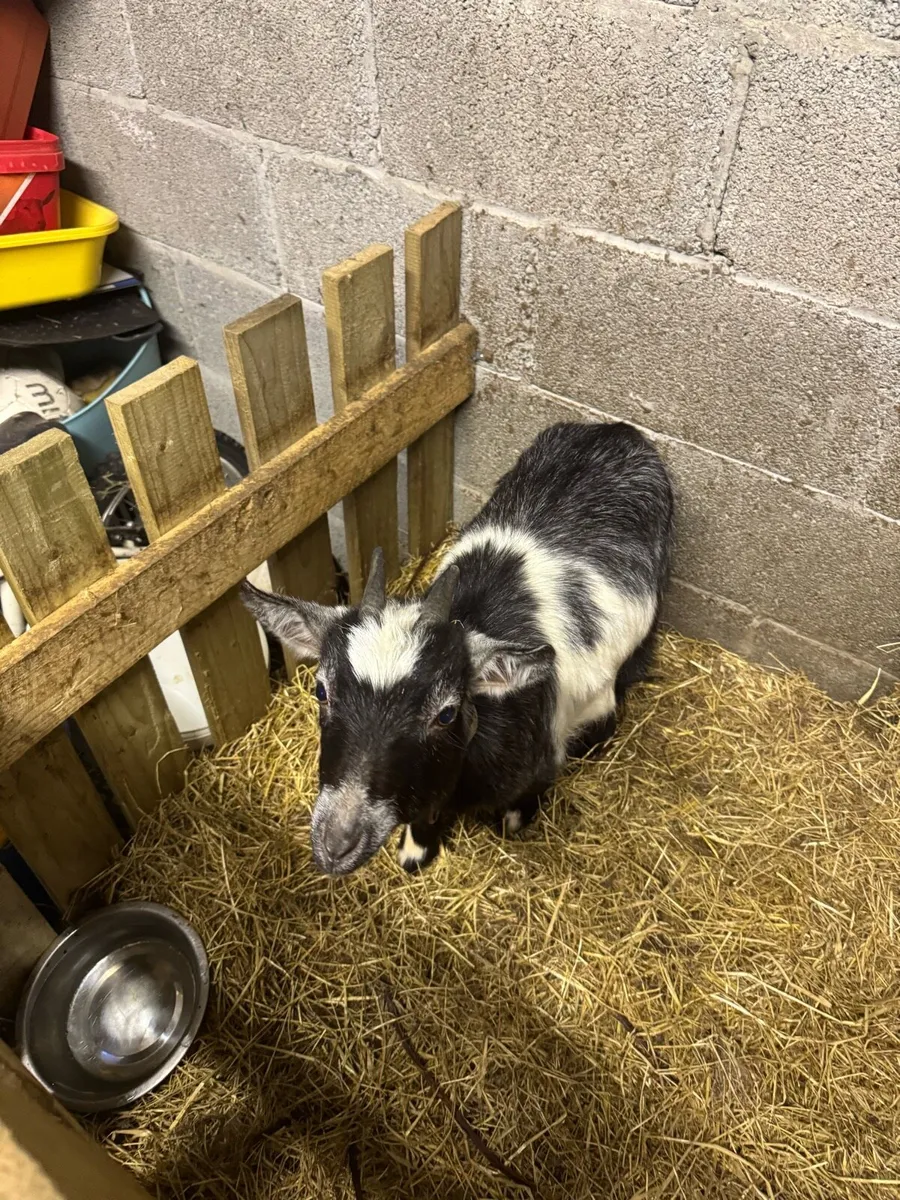Pygmy goats - Image 3