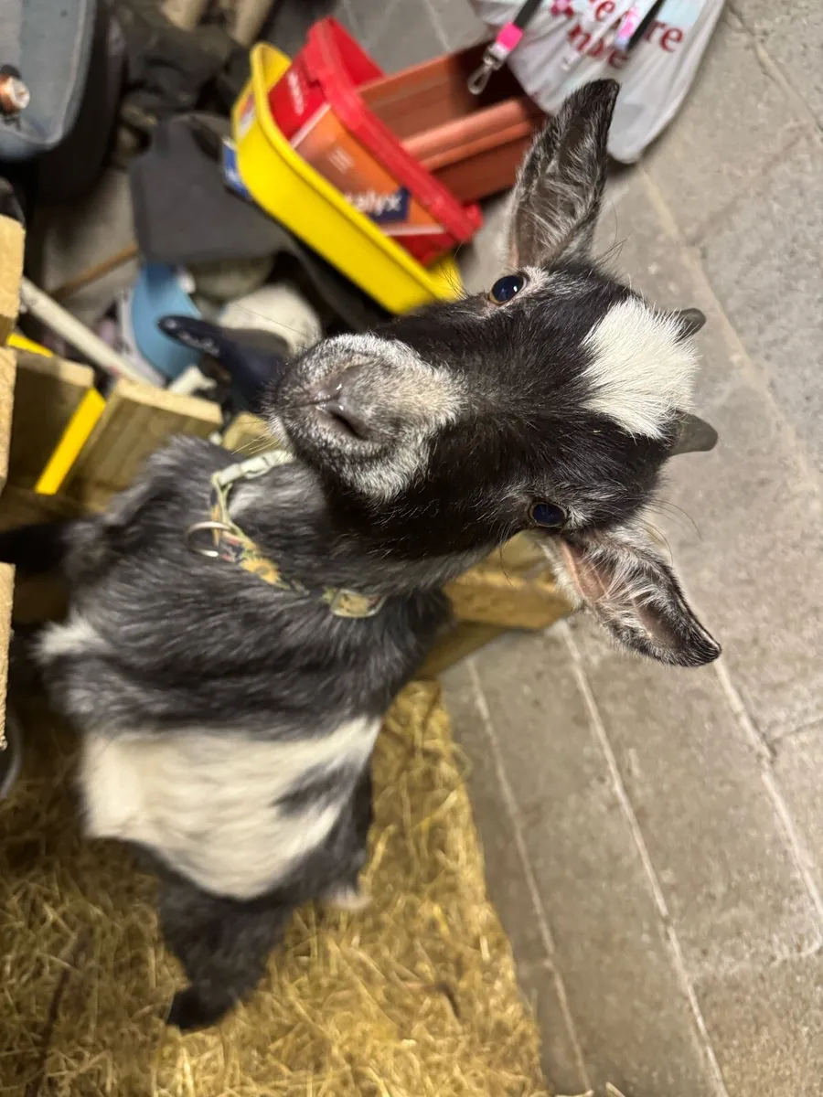 Pygmy goats - Image 4