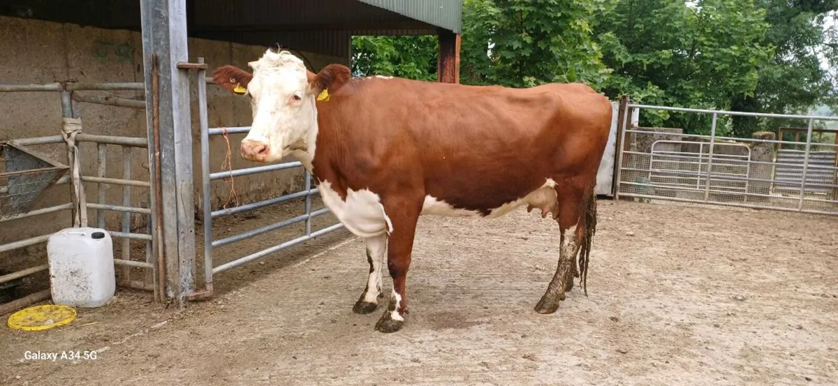 Foster Cow - Image 1