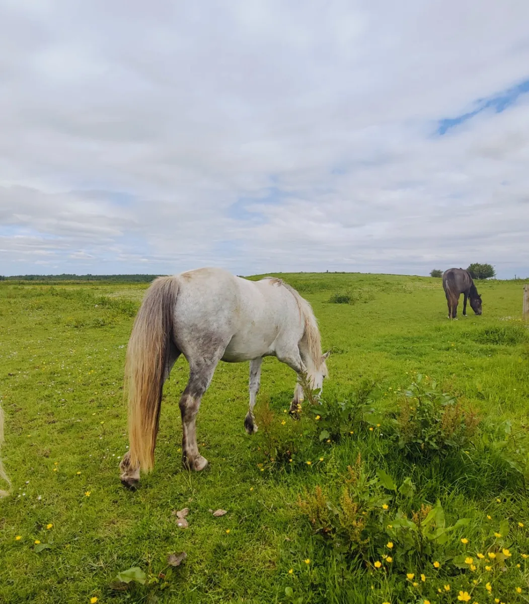 Horse Retirement Livery - Image 2