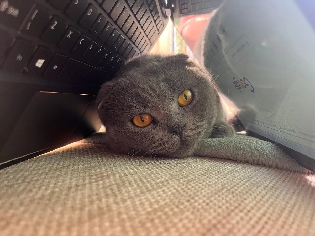 Scottish Fold - Image 1