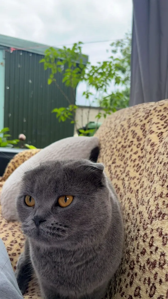 Scottish Fold - Image 2
