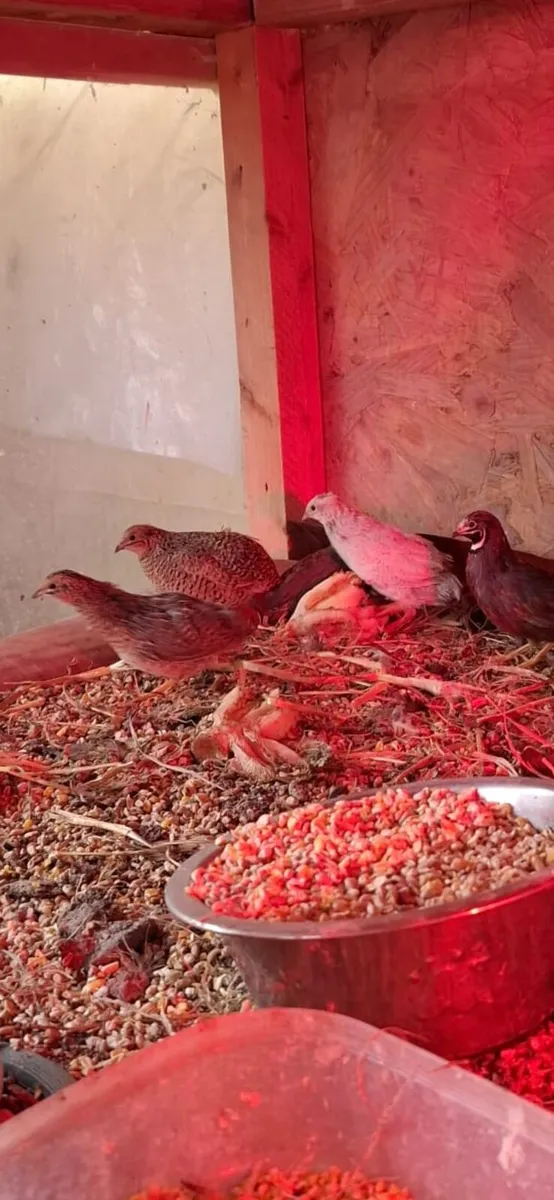 Quails - Image 2