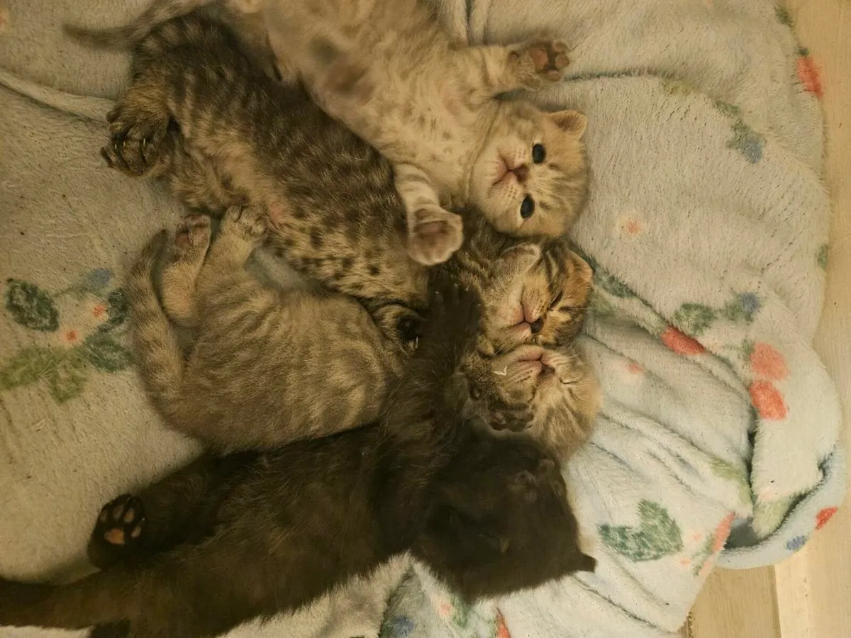 Brithsh Shorthair kittens no time wasters - Image 3