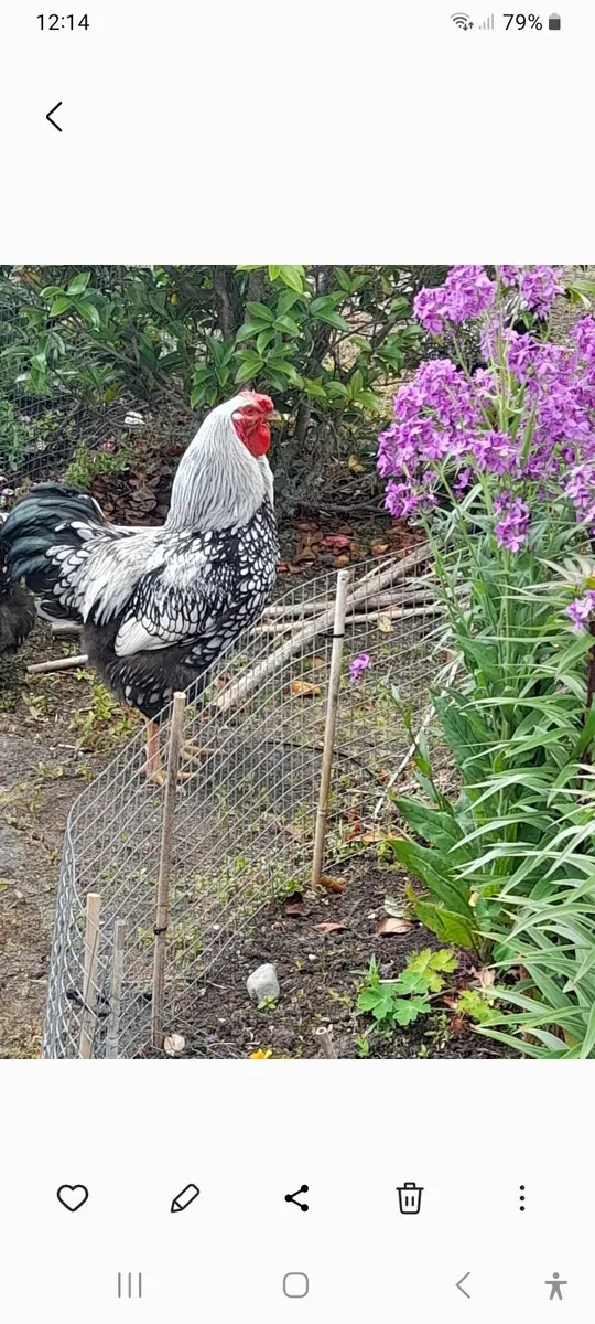 Rooster