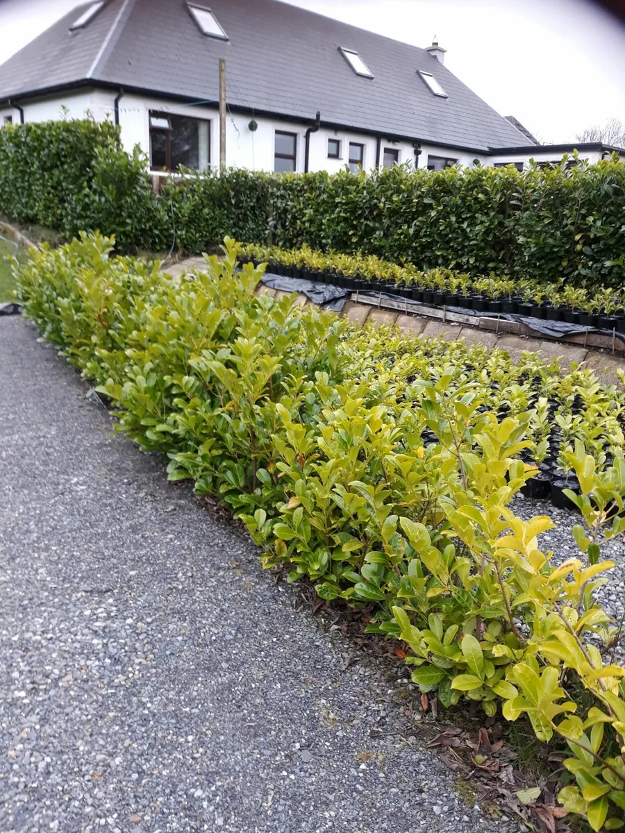 Laurels - Image 2