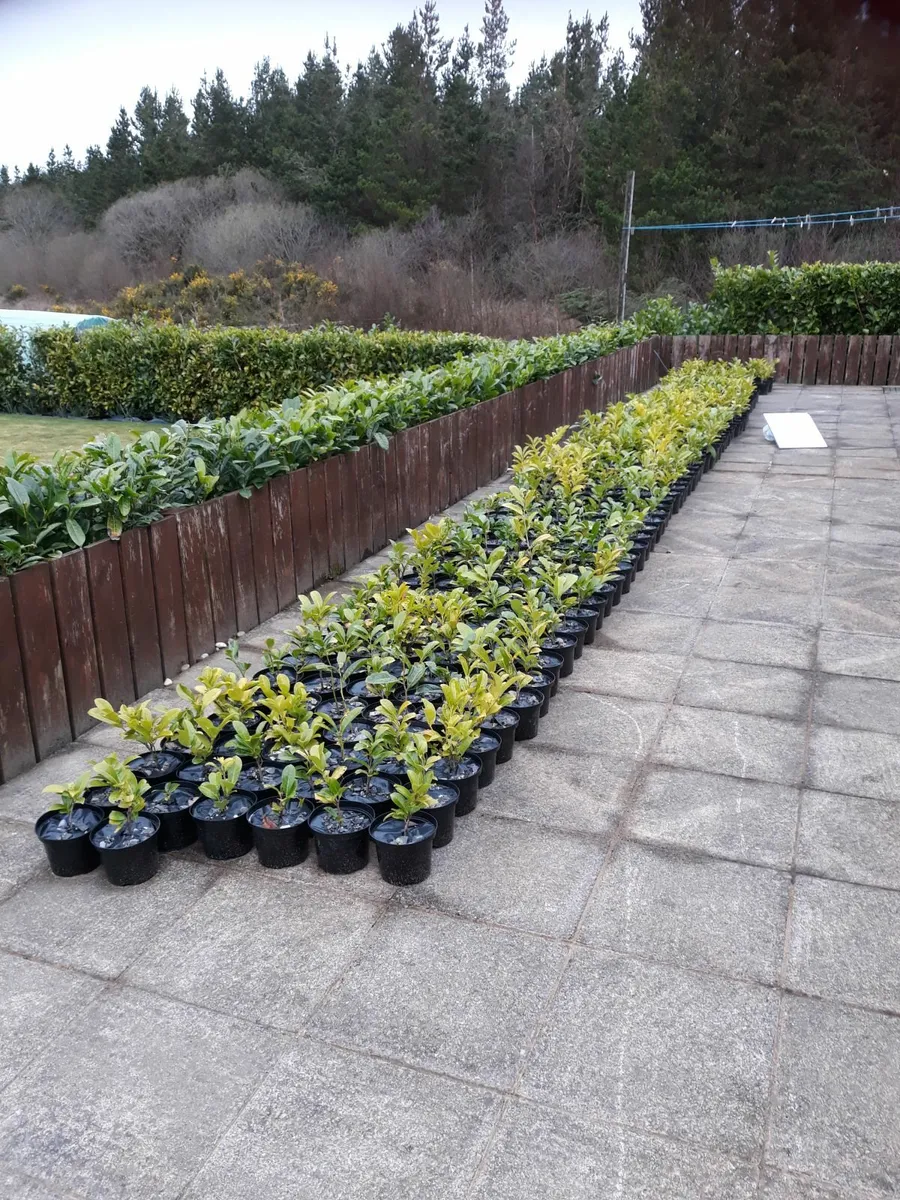 Laurels - Image 4
