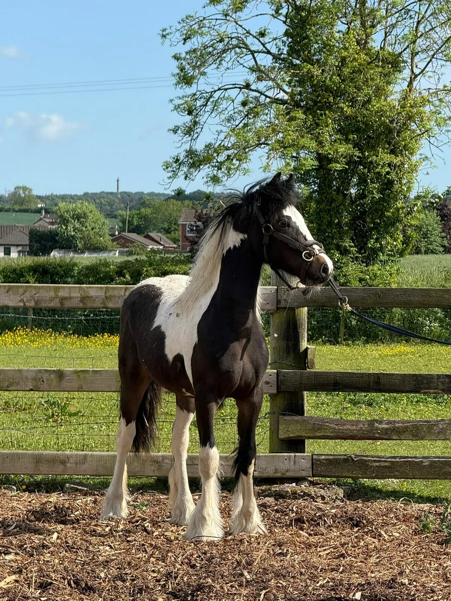 Pony