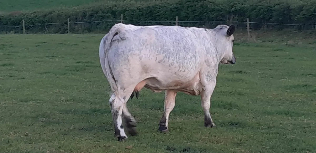 PBR charlois bull 12 months - Image 2