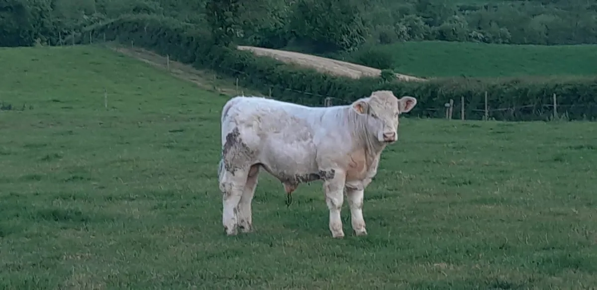 PBR charlois bull 12 months - Image 1