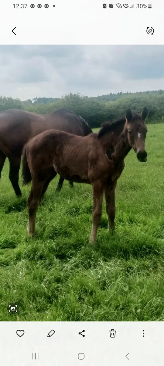 Mare and foal - Image 1
