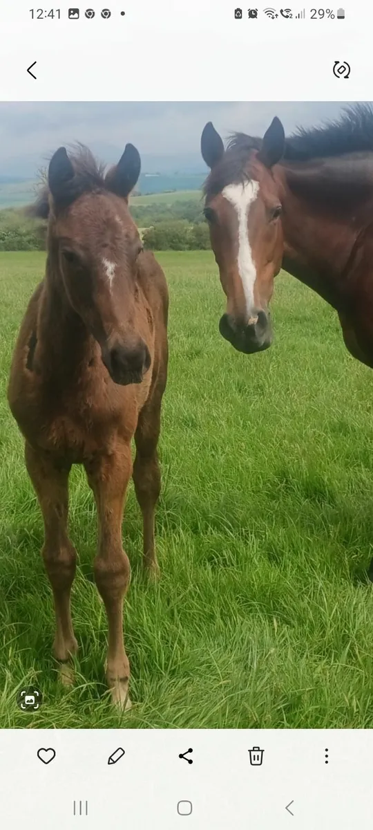 Mare and foal - Image 2