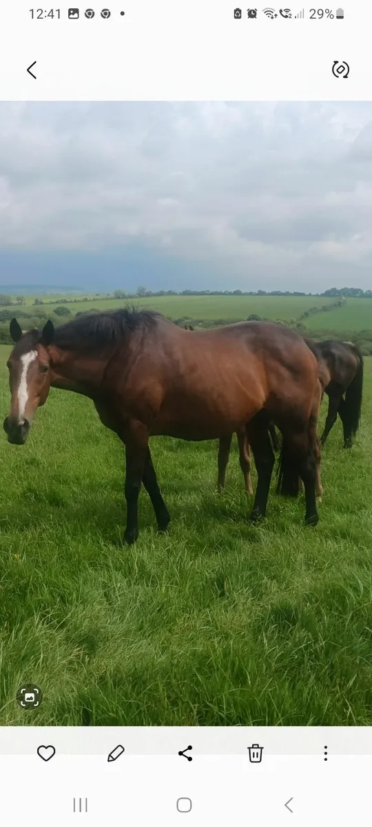Mare and foal - Image 3