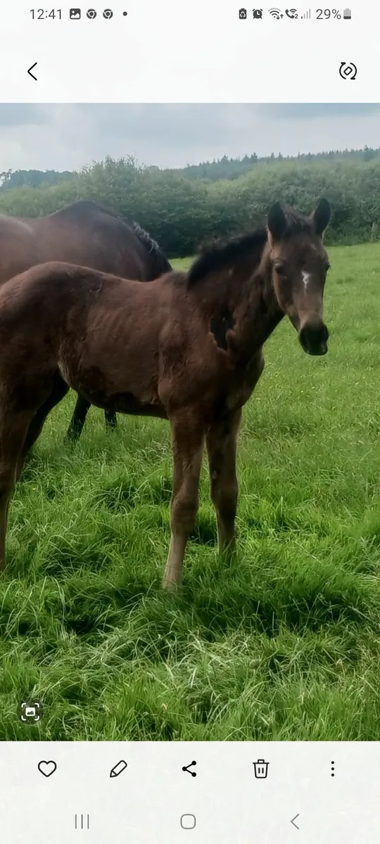 Mare and foal - Image 4