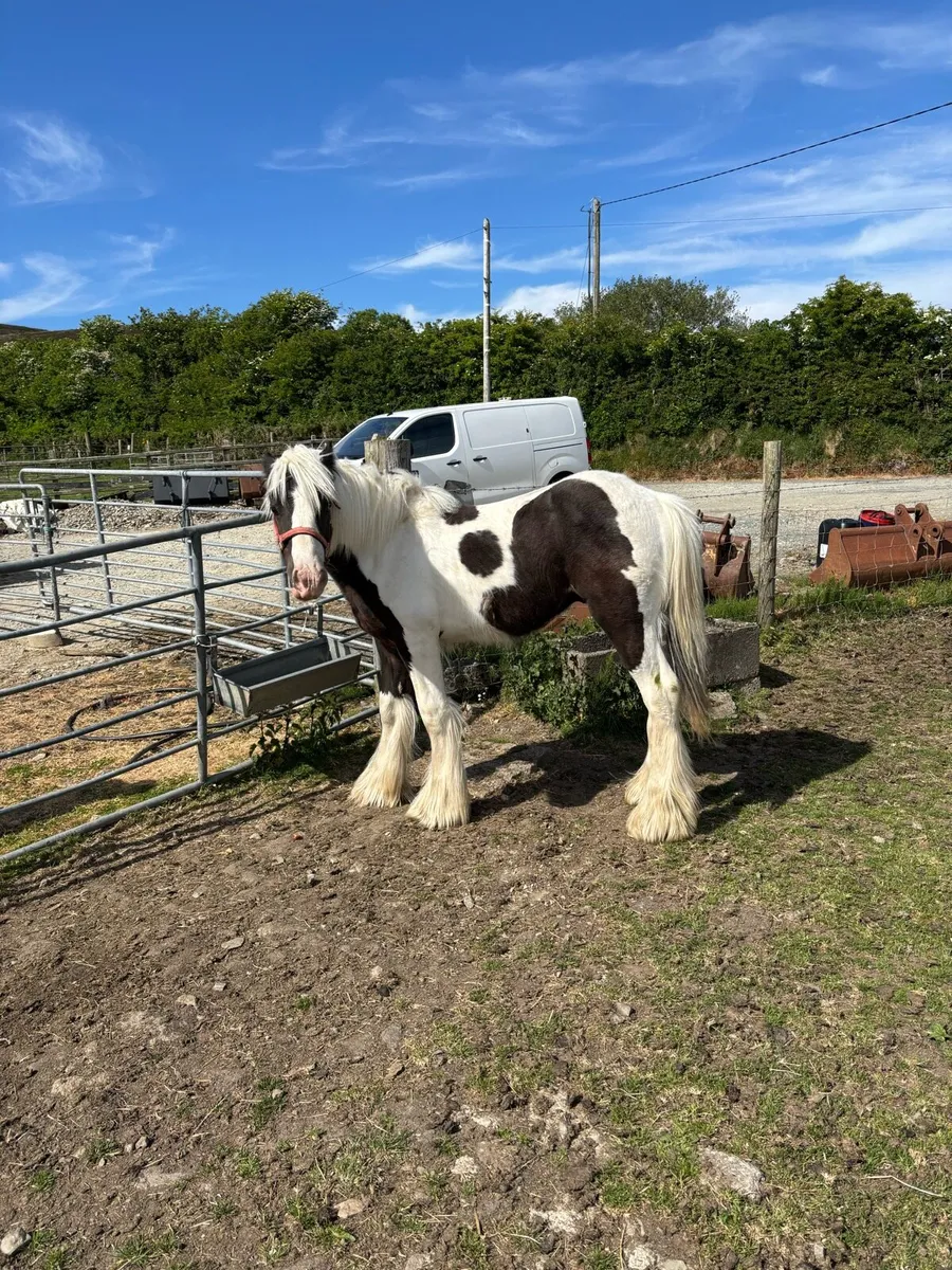 12 Month Old Colt - Image 2