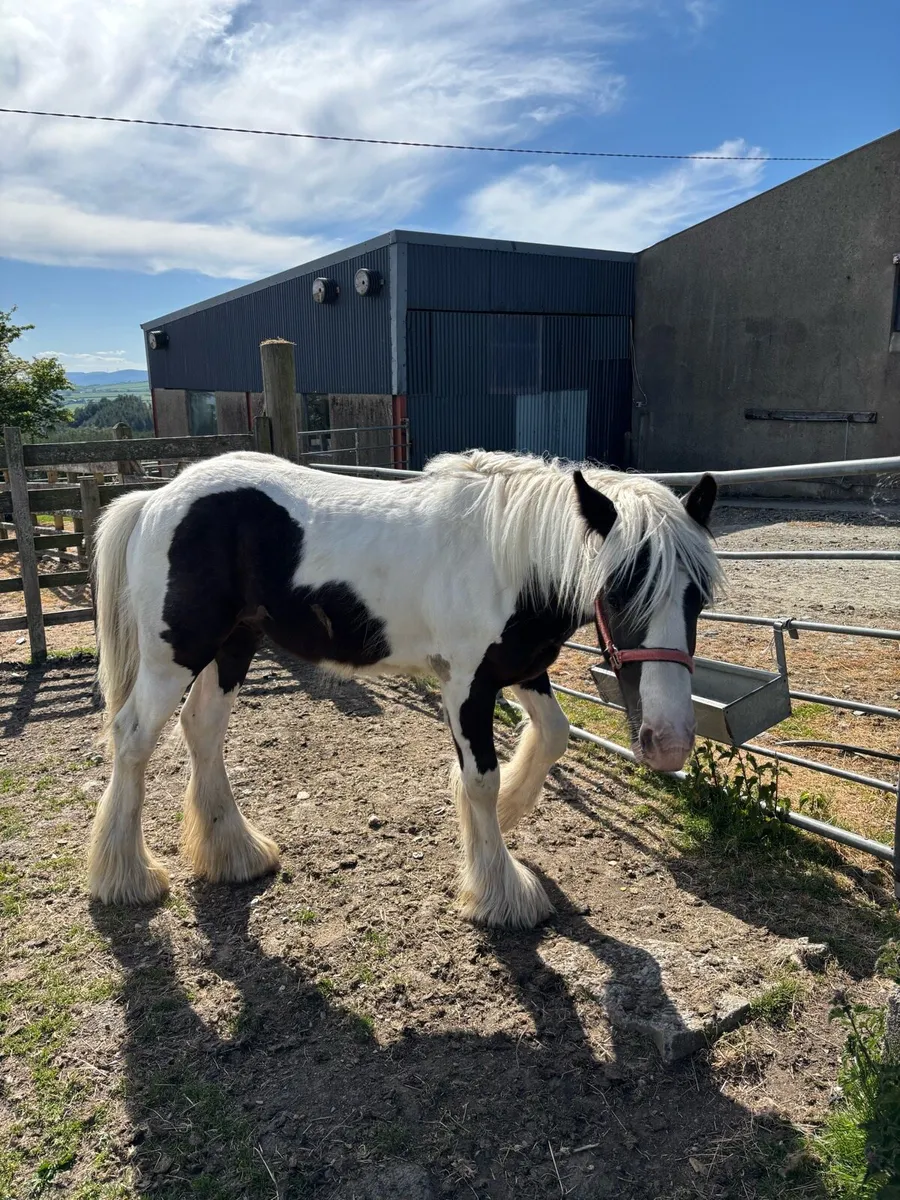 12 Month Old Colt - Image 3