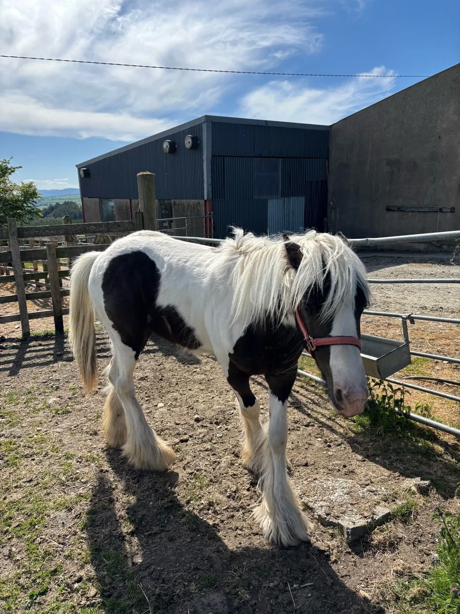 12 Month Old Colt - Image 4