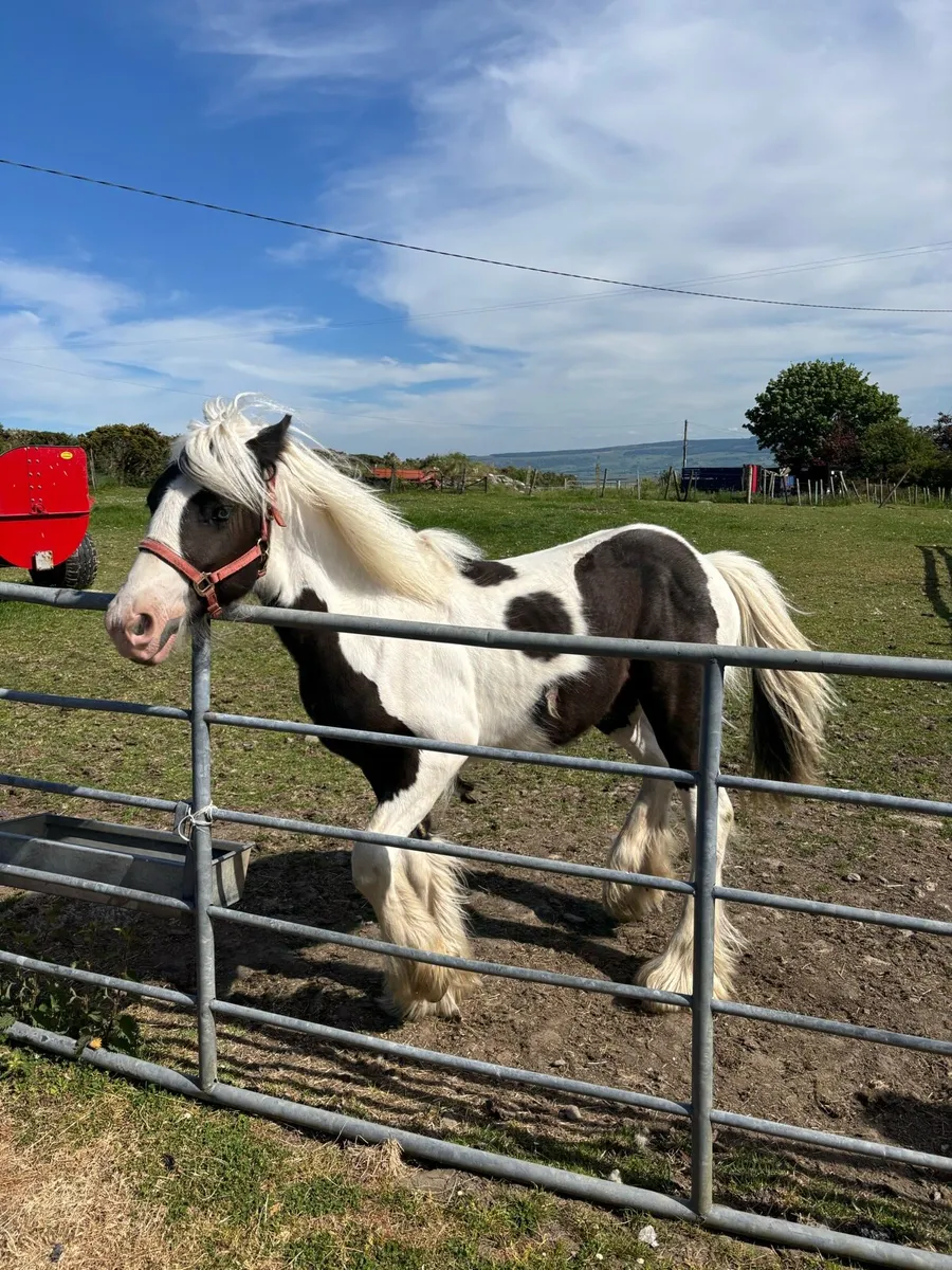 12 Month Old Colt - Image 1