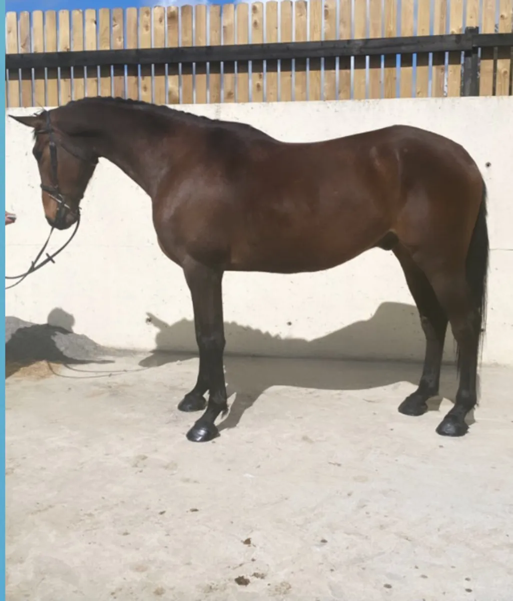 Turnout/Handling/Sales/Thoroughbred sales - Image 1