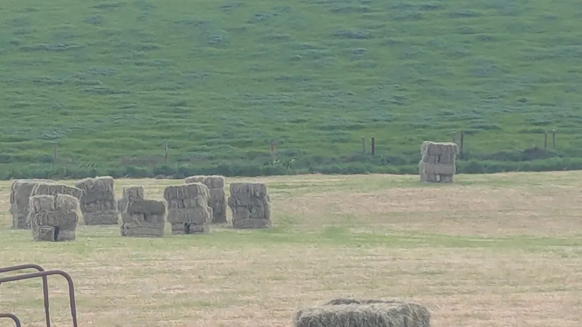 Square bales hay for sale - Image 1