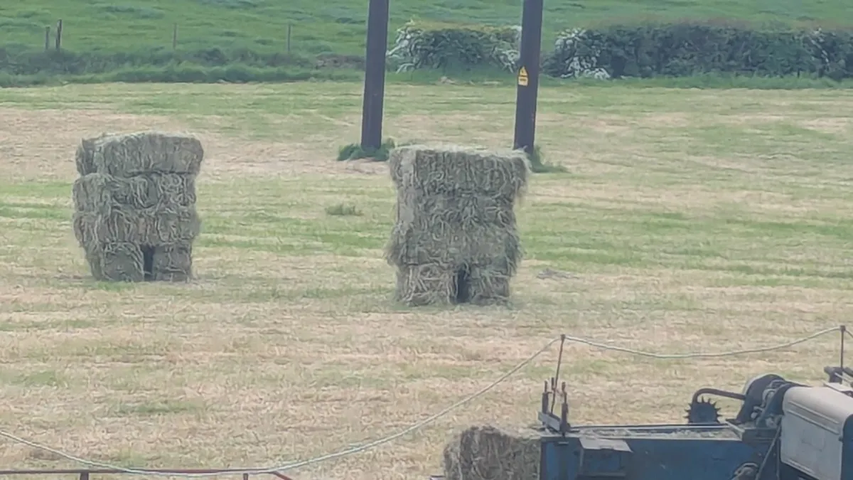 Square bales hay for sale - Image 2